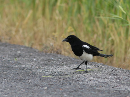 佐賀のカチガラス HYK_d0346713_22273890.jpg