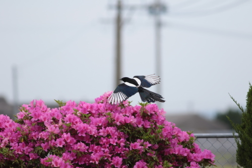 佐賀のカチガラス HYK _d0346713_22452643.jpg