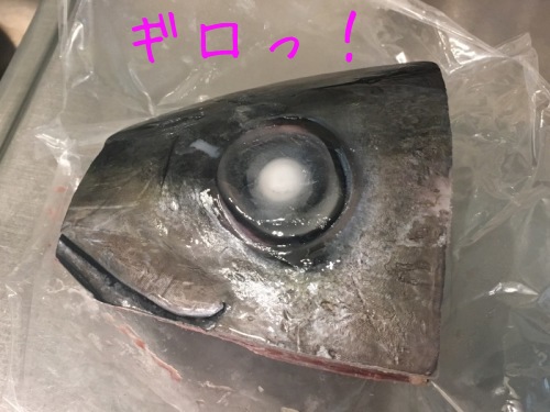 マグロの頭とクロメ_f0369014_10262541.jpg