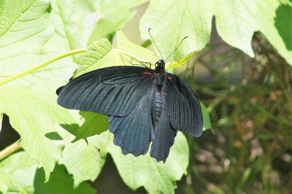 黒い蝶 我が家の花たち
