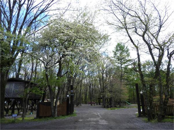 新緑が心地いい季節がやってきた!今週末から「フォレスタ!」はじまります(2018年5月10日)_b0174425_13201067.jpg