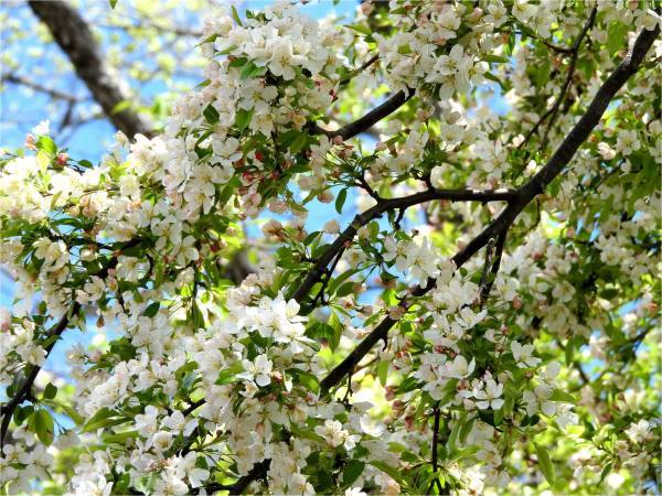 新緑が心地いい季節がやってきた！今週末から「フォレスタ！」はじまります（2018年5月10日）_b0174425_13205152.jpg