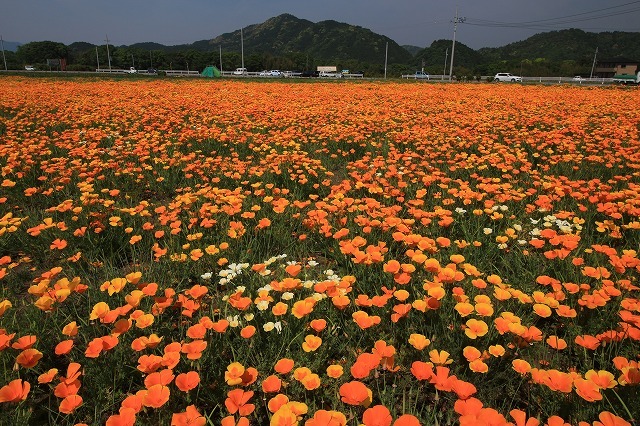 花開道散策（その1）（撮影：5月1日）_e0321325_13555955.jpg