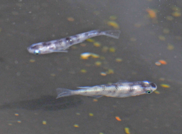 e0097534_18371323.jpg