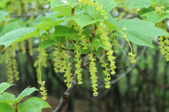 クマガイソウ＆丁字草の花散策_e0272335_1426281.jpg