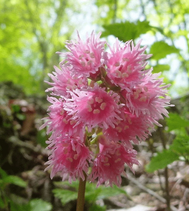 ☆花シリーズ“シャクナゲ 比良山 花折峠～堂満岳” と き：５月６日（日）_e0371039_8395285.gif