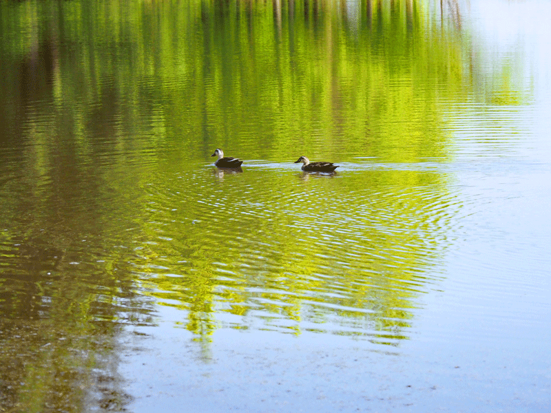 d0290240_20430964.gif