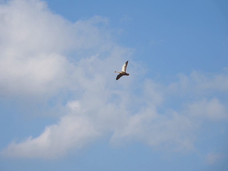 d0290240_20434121.gif