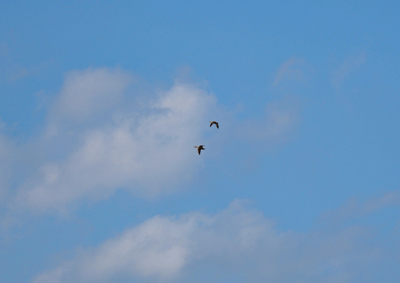 d0290240_20441108.gif