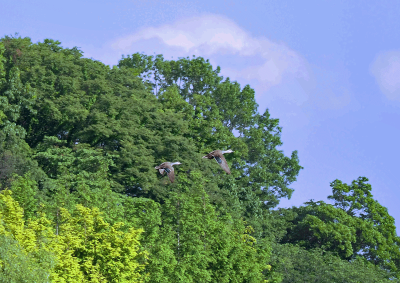 d0290240_20444155.gif