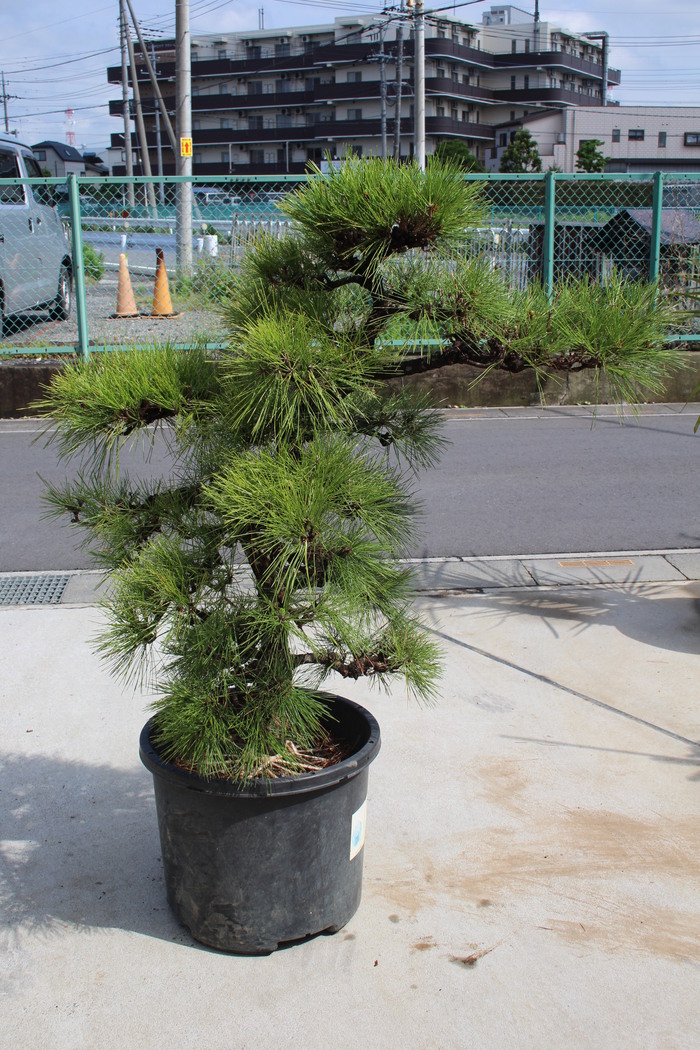 黒松 クロマツ 門かぶり仕立て 販売 画像 写真 価格 値段 庭木 安行