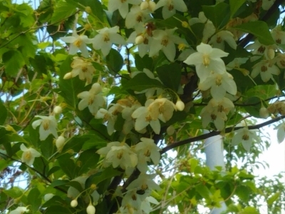 c0330749_05442779.jpg