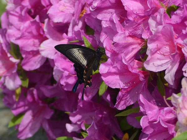 c0045352_19264565.jpg
