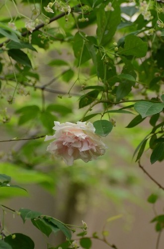 c0186463_00162591.jpg