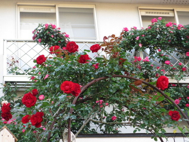 初夏の庭 ダブリンベイ アンジェラが満開です 小さな棲家 初夏の庭 ダブリンベイ アンジェラが満開です 小さな棲家