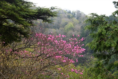 静寂の森　　楊枝ノ森_c0303868_05361117.jpg