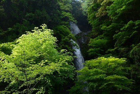 静寂の森　　楊枝ノ森_c0303868_08065224.jpg