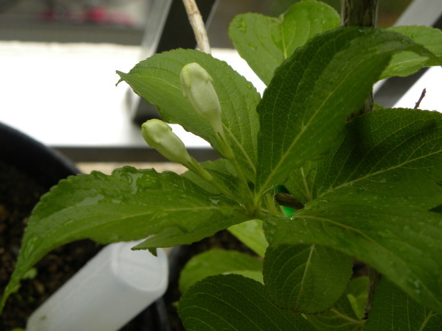 c0162773_11231611.jpg