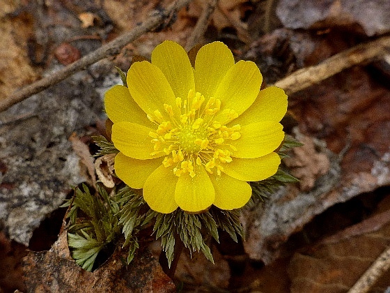 ４月・北邦野草園のフクジュソウ_d0084473_19093060.jpg