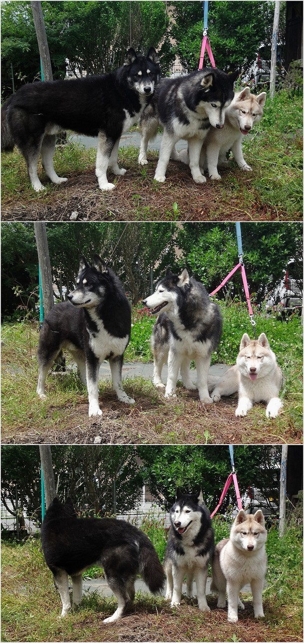 ブリーダーへの手紙 ハスキーがやってきた