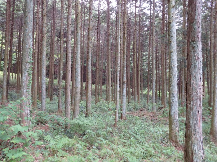 d0054276_20331378.jpg