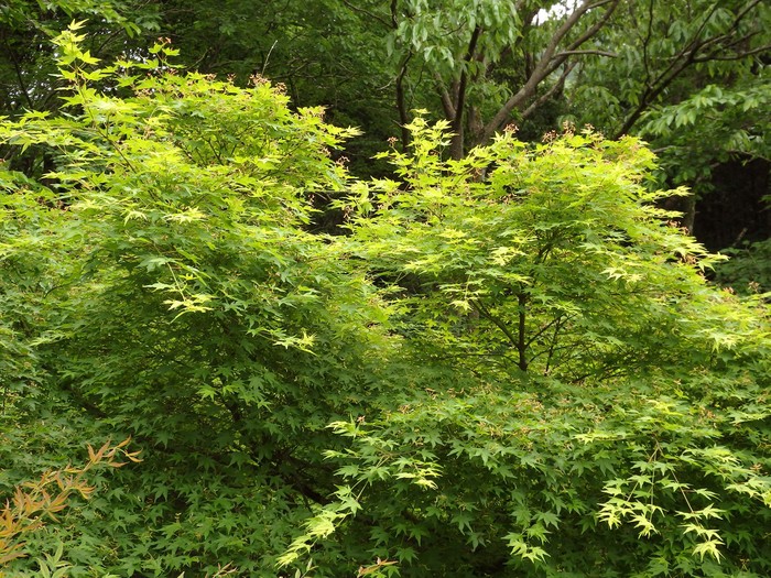 d0054276_2036540.jpg
