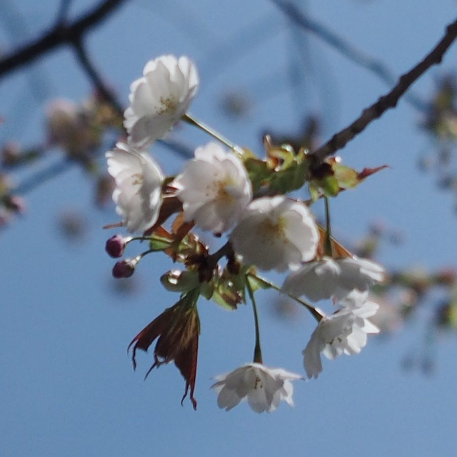 5/7  函館朝市、五稜郭公園、トラピスト修道院、松前公園　１７：４０帰札　バス走行距離４１７ｋｍ_c0183777_1613014.jpg