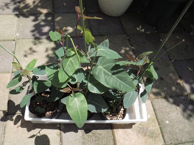 ユーカリが大きくなりました 葉と花とに魅せられて