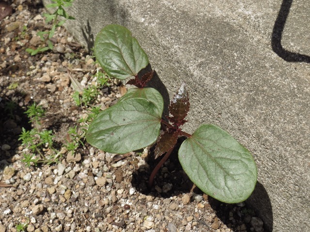 ユーカリが大きくなりました 葉と花とに魅せられて