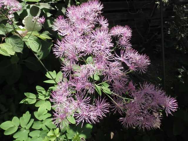 ユーカリが大きくなりました 葉と花とに魅せられて