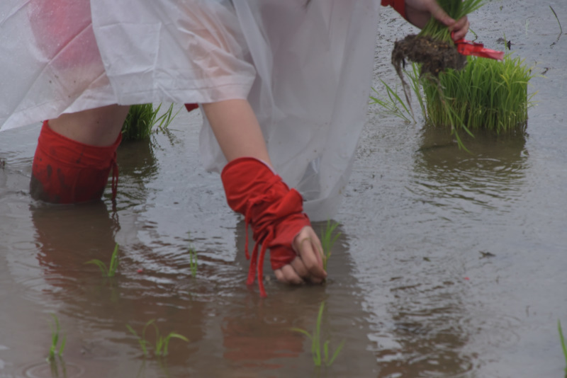 雨の中の・・・笠間稲荷のお田植祭_b0163381_15211957.jpg