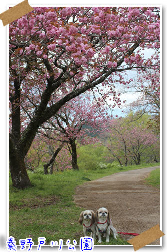 2018年4月8日　秦野戸川公園_b0024183_22211970.jpg