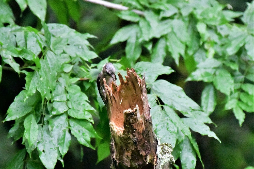 池の周りに集まる鳥たち_d0361783_20401840.jpg