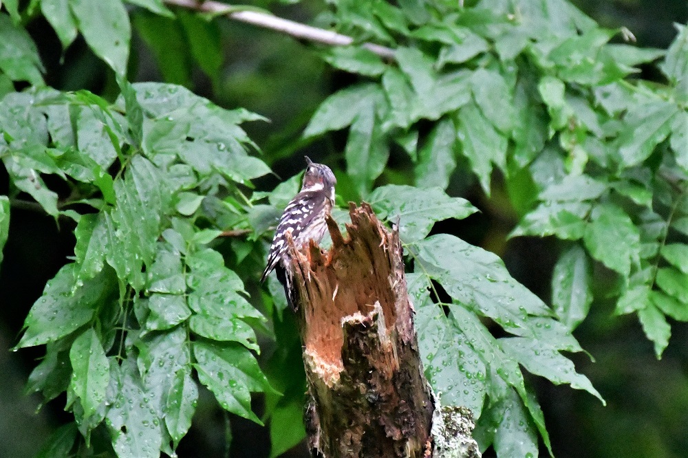 池の周りに集まる鳥たち_d0361783_20405041.jpg