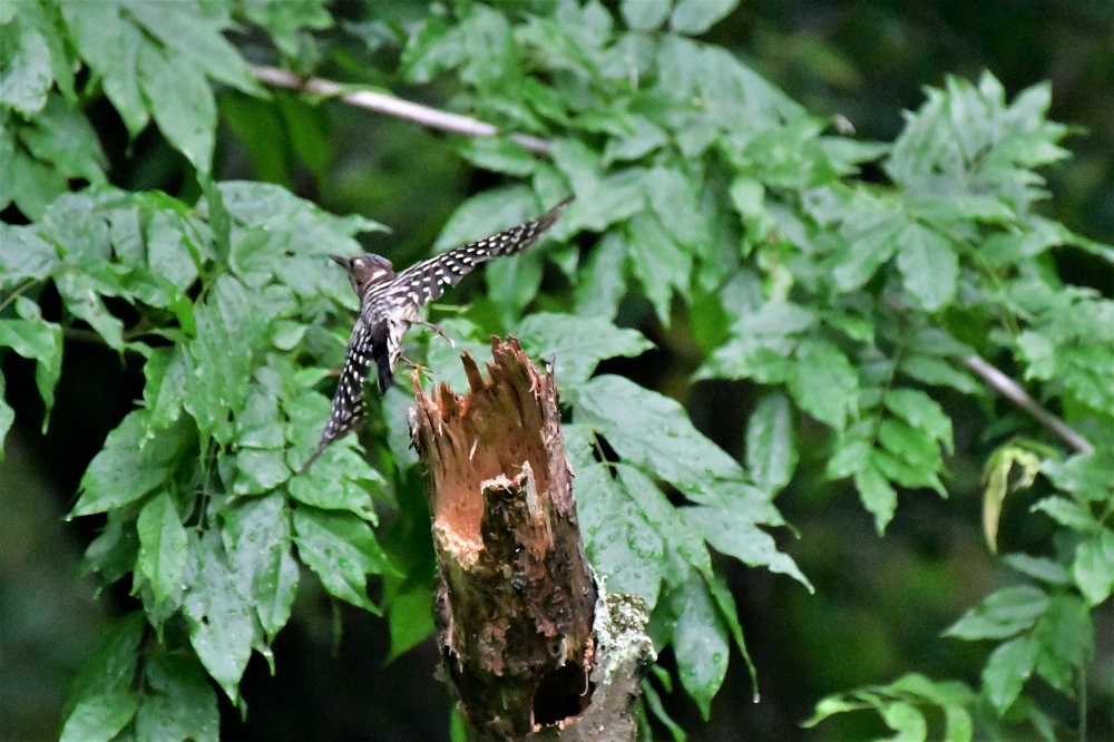 池の周りに集まる鳥たち_d0361783_20411982.jpg