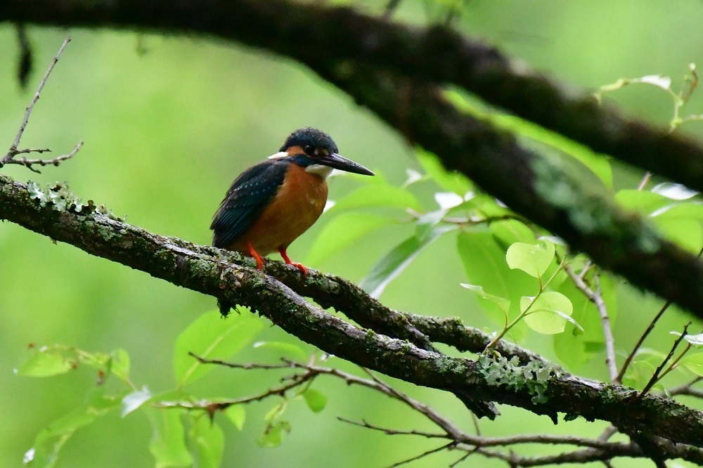 池の周りに集まる鳥たち_d0361783_20424569.jpg