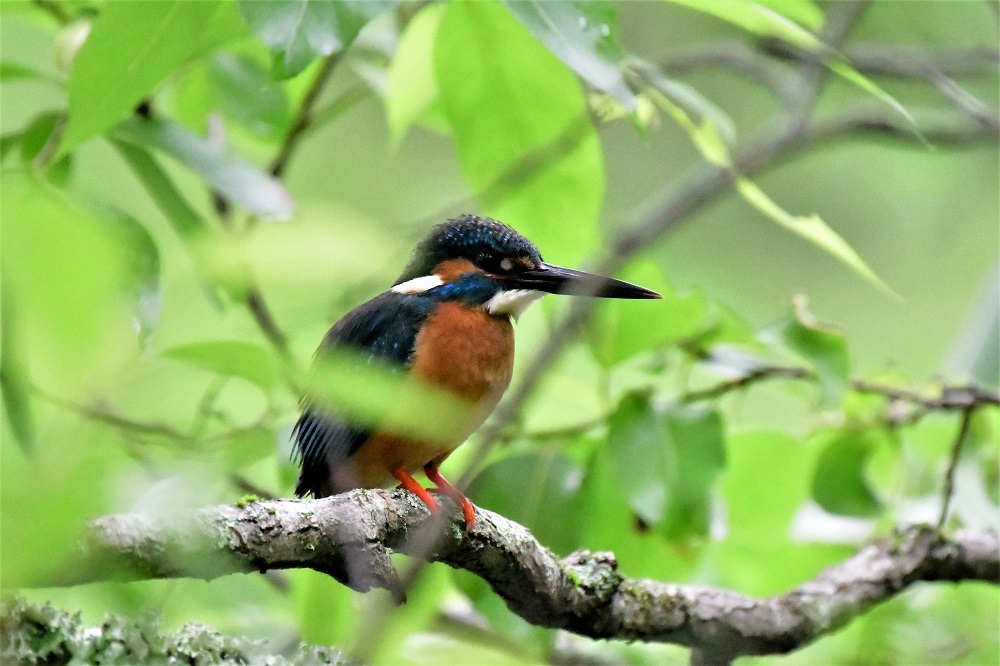 池の周りに集まる鳥たち_d0361783_20434044.jpg