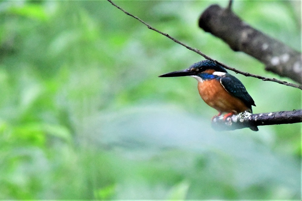 池の周りに集まる鳥たち_d0361783_20441412.jpg