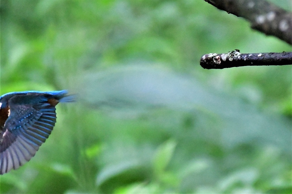 池の周りに集まる鳥たち_d0361783_20445116.jpg