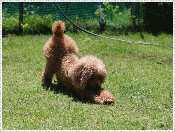 b0175688_19533510.gif