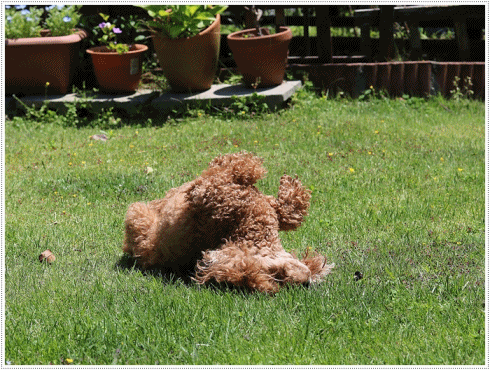 b0175688_19534033.gif