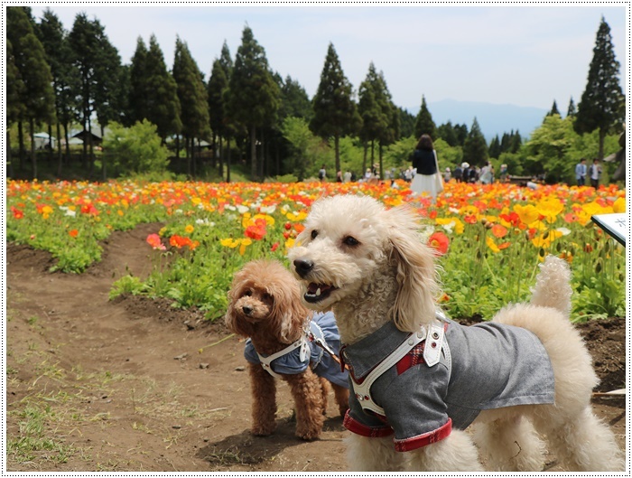 ２０１８年のGW、お天気に恵まれてのお出掛け　その６　まだくじゅう花公園にいたよ_b0175688_22410051.jpg