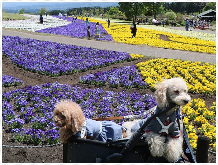 ２０１８年のGW、お天気に恵まれてのお出掛け　その６　まだくじゅう花公園にいたよ_b0175688_22501899.jpg