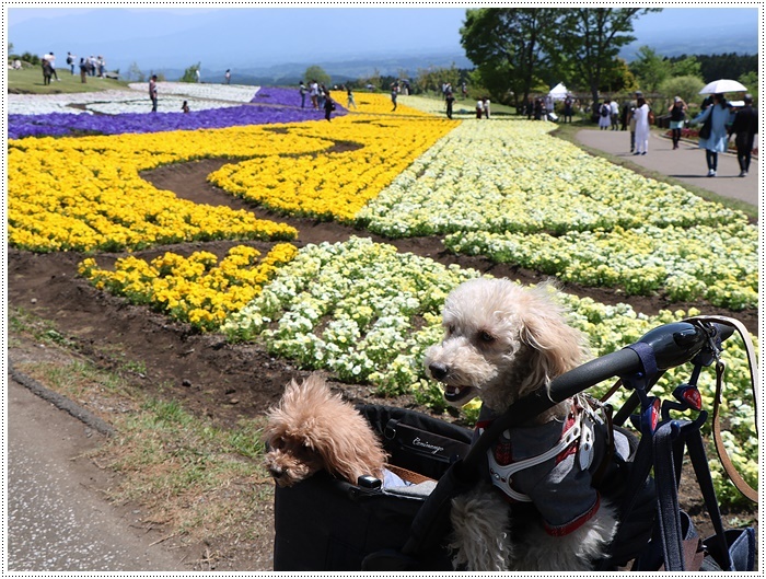 ２０１８年のGW、お天気に恵まれてのお出掛け　その６　まだくじゅう花公園にいたよ_b0175688_22502346.jpg