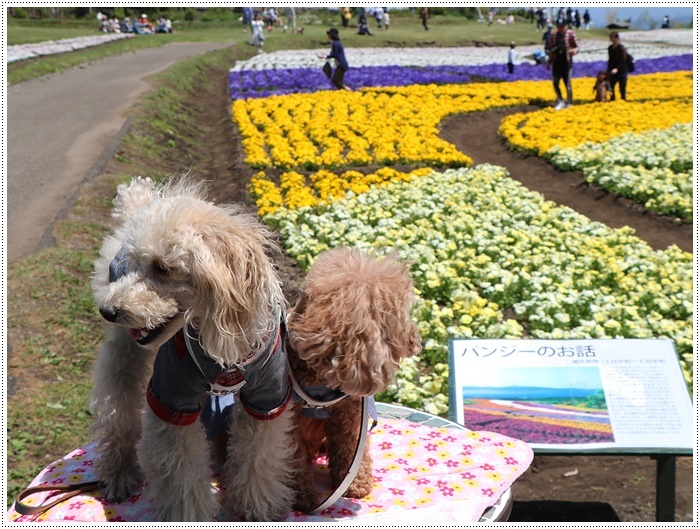 ２０１８年のGW、お天気に恵まれてのお出掛け　その６　まだくじゅう花公園にいたよ_b0175688_22502804.jpg