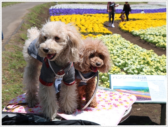 ２０１８年のGW、お天気に恵まれてのお出掛け　その６　まだくじゅう花公園にいたよ_b0175688_22503201.jpg