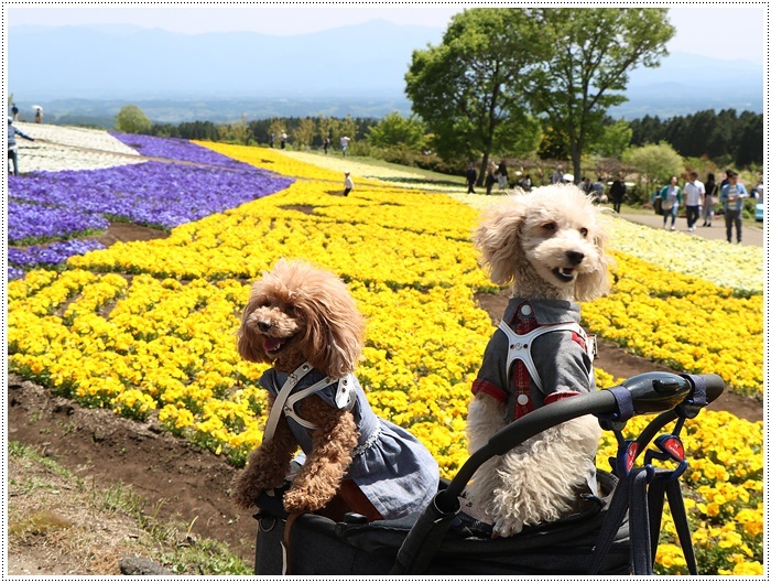 ２０１８年のGW、お天気に恵まれてのお出掛け　その６　まだくじゅう花公園にいたよ_b0175688_22504150.jpg