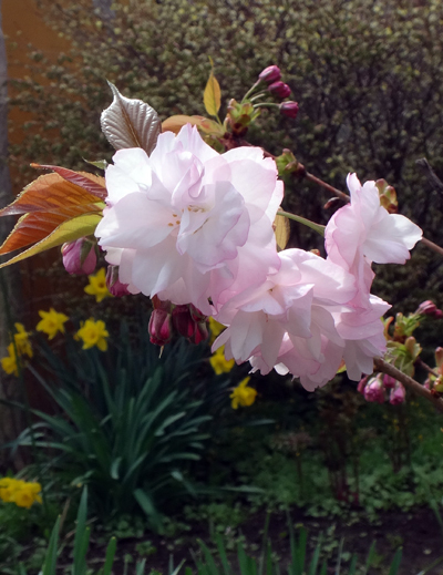 庭に小さな八重桜♪_a0136293_17124938.jpg