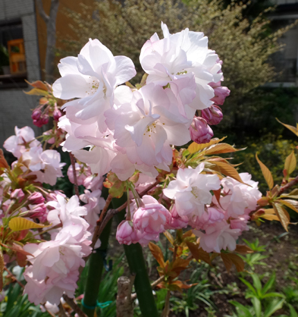 庭に小さな八重桜♪_a0136293_17190857.jpg