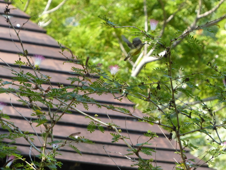 c0324393_10433501.jpg